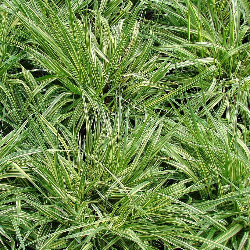 Molina - Pijpenstrootje