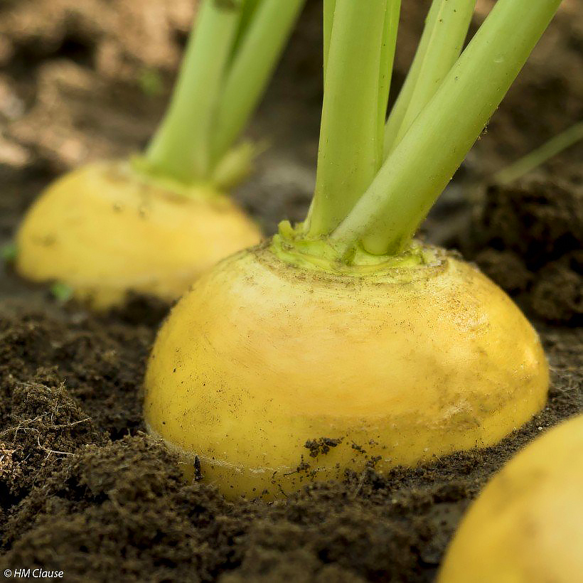 Knolraap of meiraap - Brassica rapa subsp. rapa