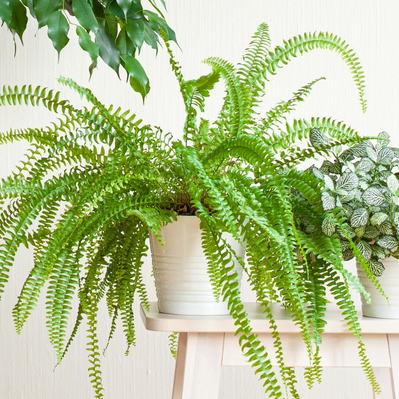 Krulvaren - Nephrolepis