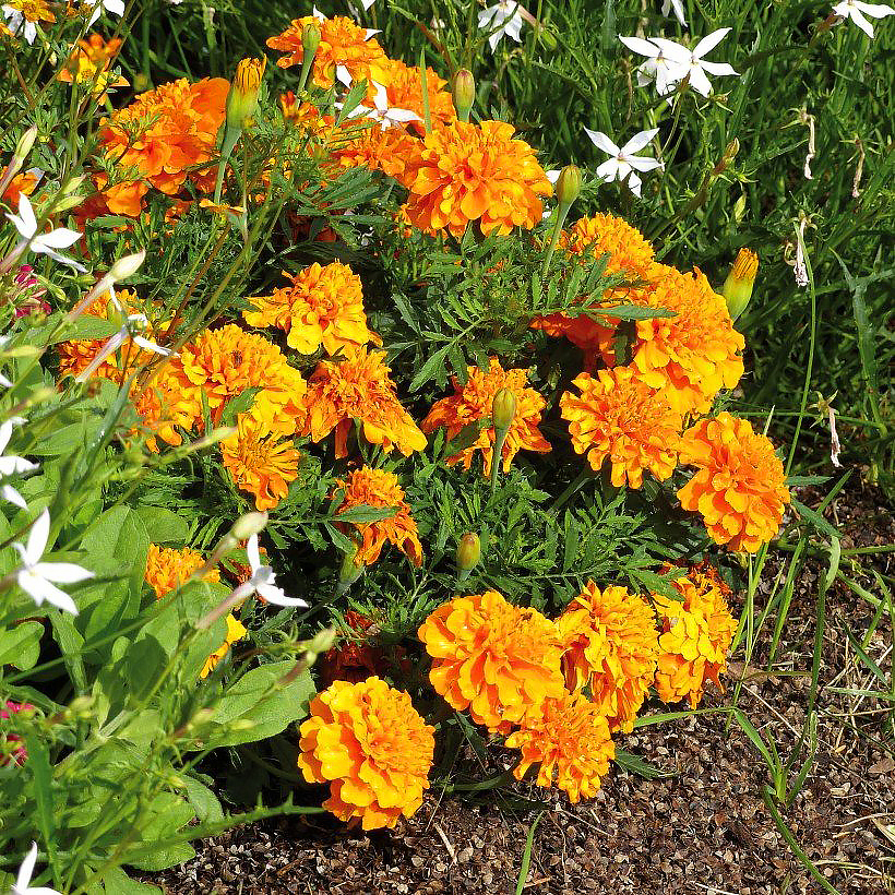 Zaden van Afrikaantje - Tagetes patula