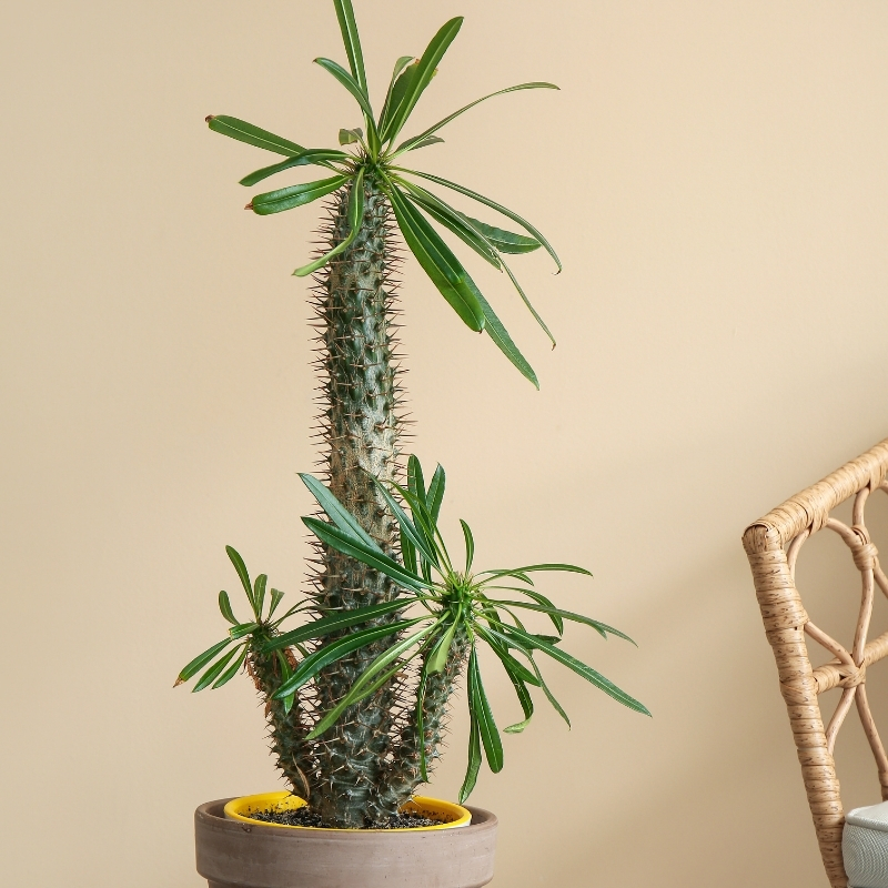 Pachypodium - Madagaskar-palm