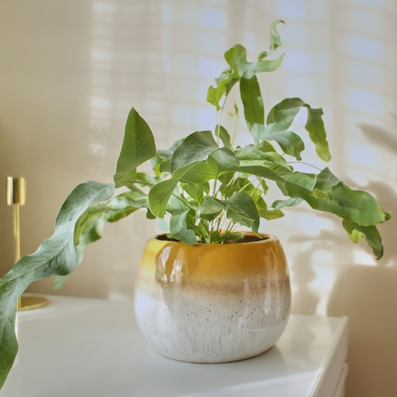 Phlebodium - Blauwe varen