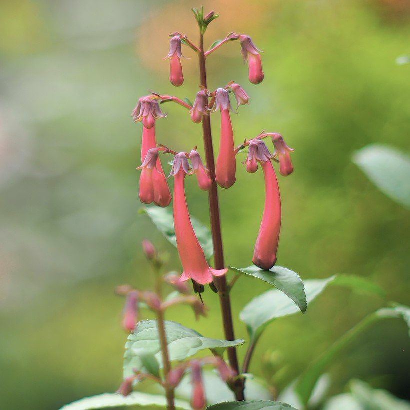 Phygelius - Kaapse fuchsia