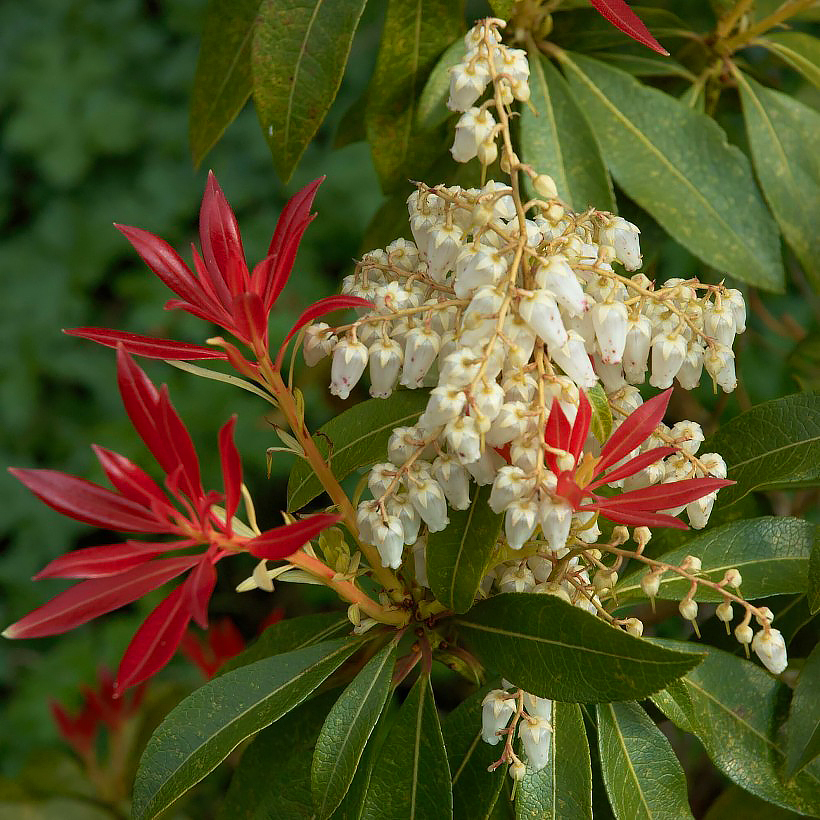 Pieris japonica - Japanse andromeda