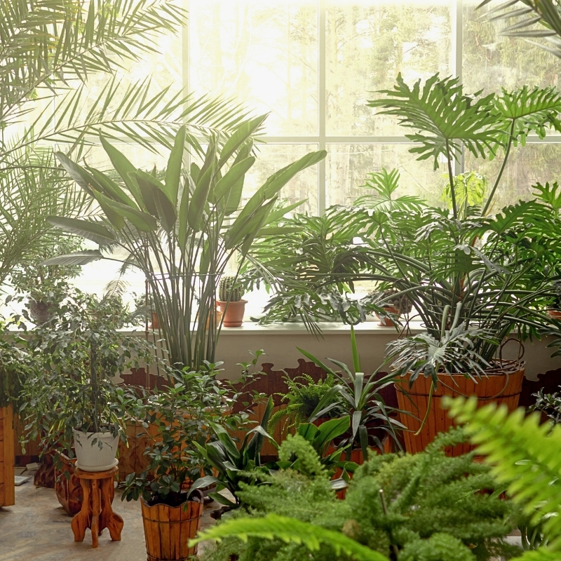 Kamerplanten met jungle-effect