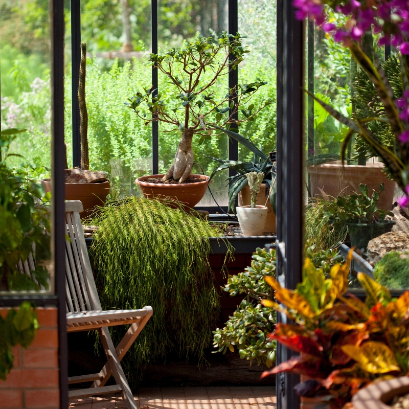 Planten voor de veranda