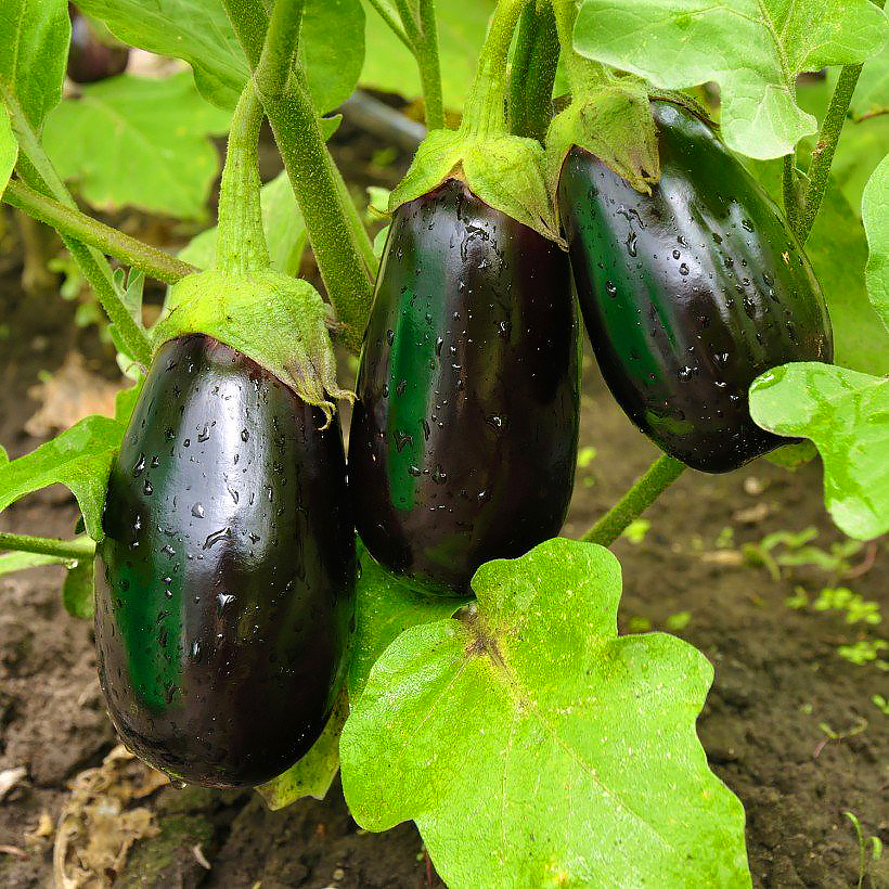Aubergine planten