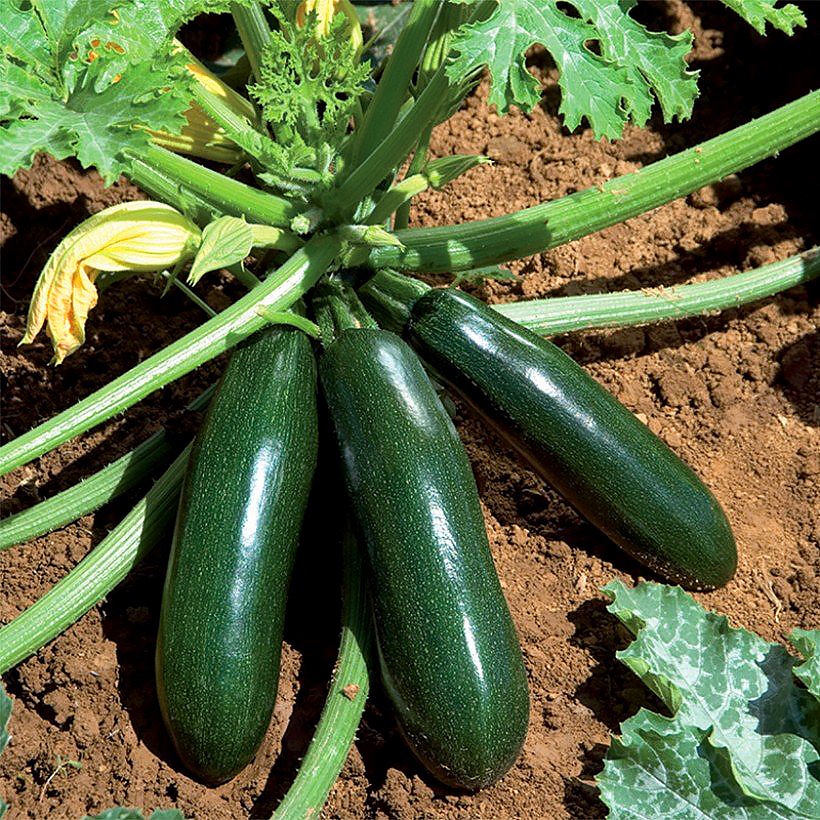 Courgette planten