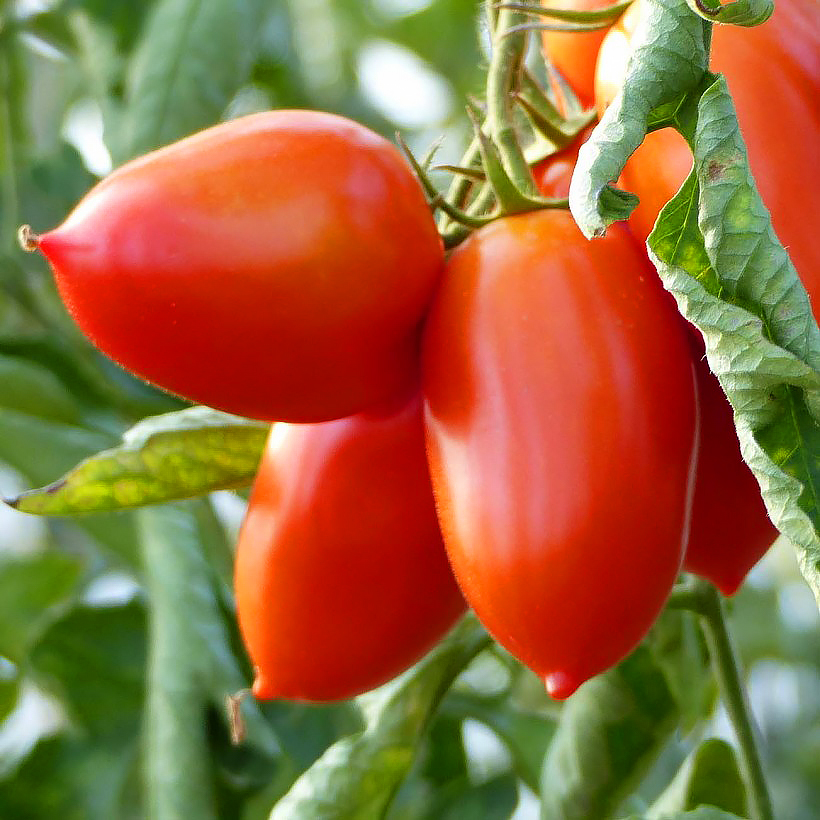 Tomaten planten