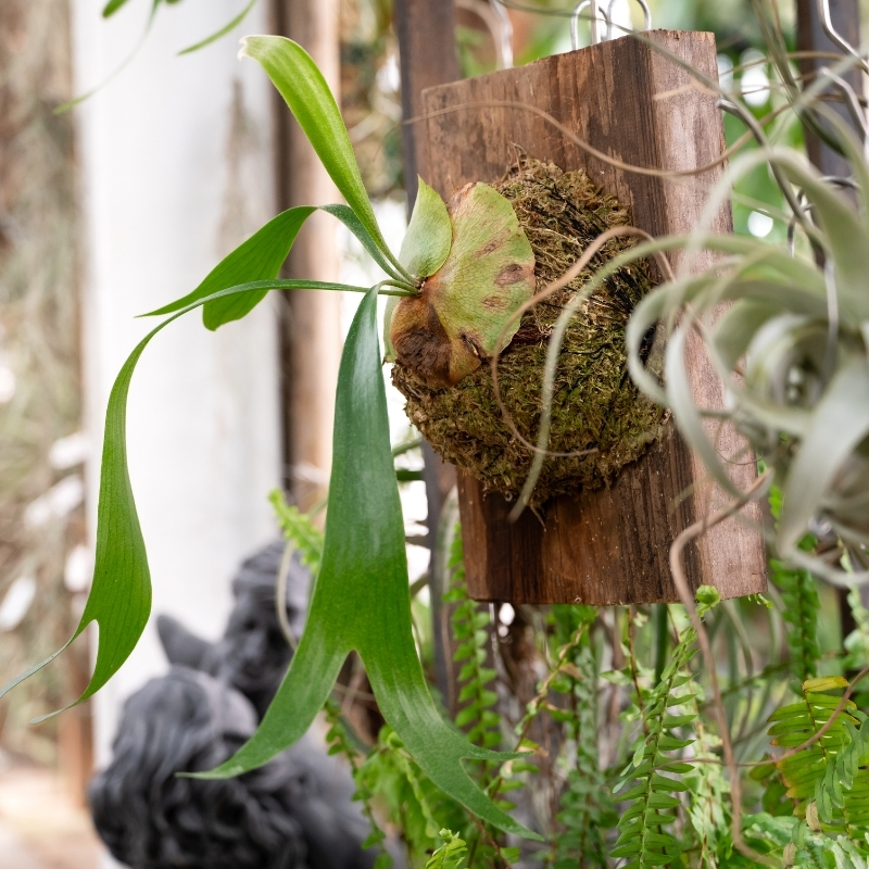 Platycerium - Hertshoorn