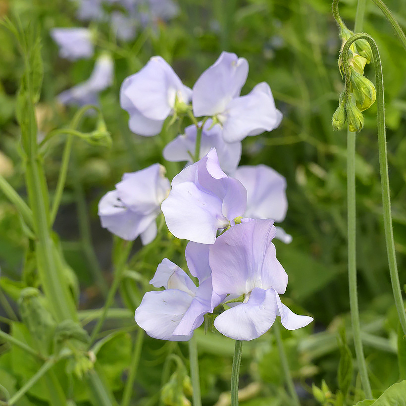 Lathyrus zaden