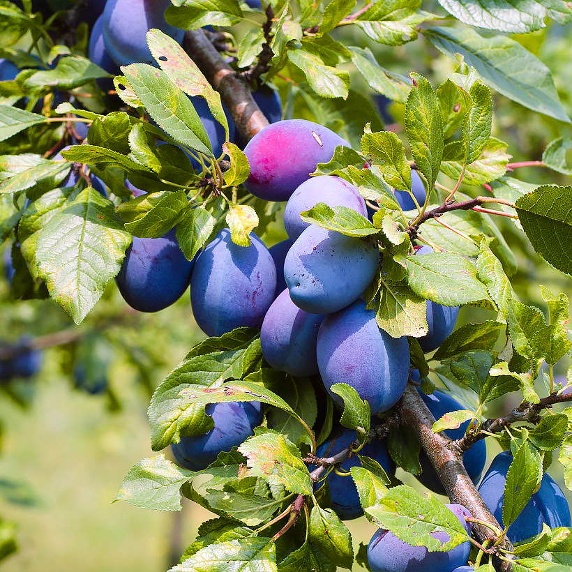Pruimenbomen - Mirabelbomen