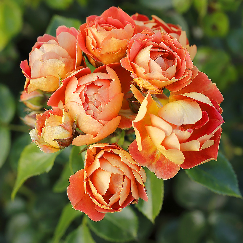 Bodembedekkende rozen