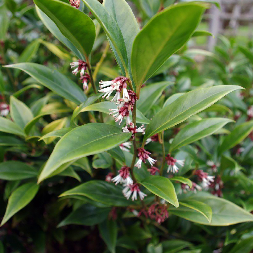 Sarcococca - Vleesbes