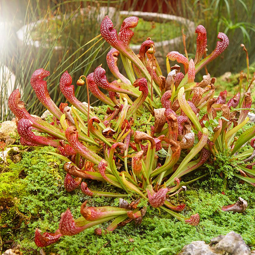 Sarracenia - Vleesetende planten