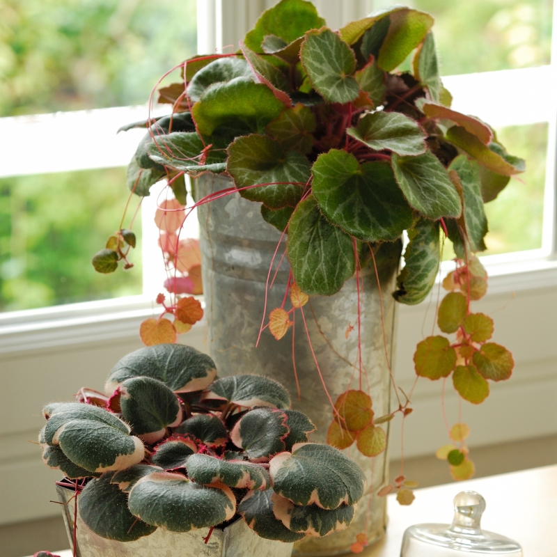 Saxifraga kamerplant