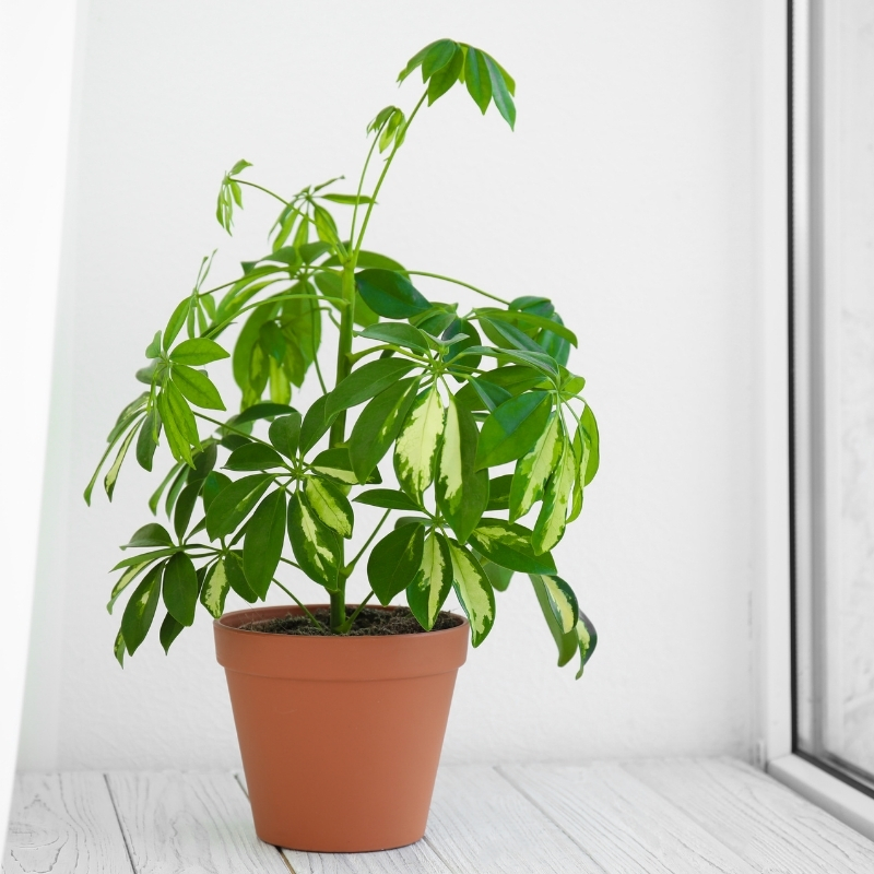 Schefflera binnenshuis