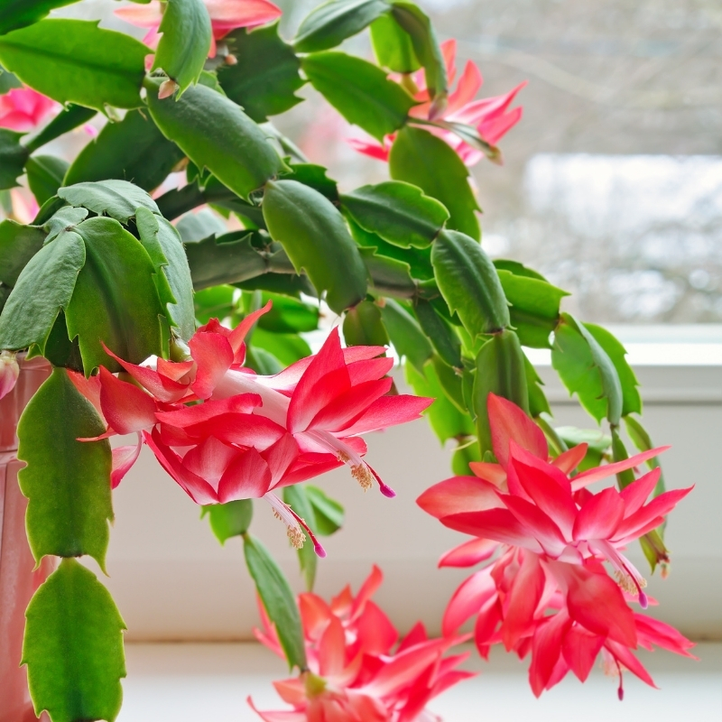 Schlumbergera - Kerstcactus