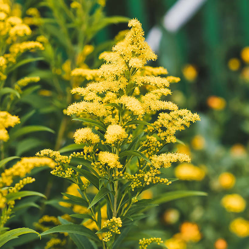 Solidago - Guldenroede