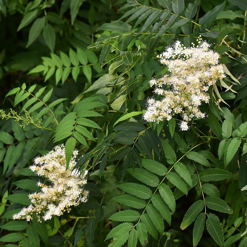 lijsterbesspirea of sorbaria - Sorbaria sorbifolia