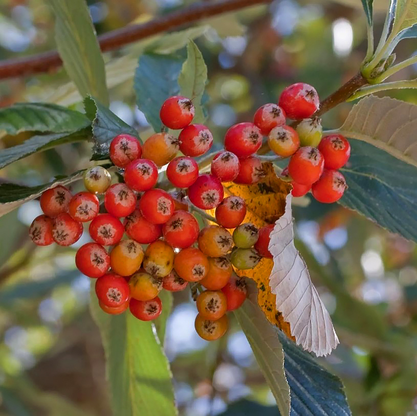 Vruchtdragende lijsterbessen
