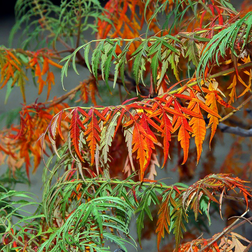 Rhus typhina - Sumak