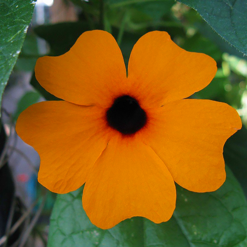 Suzanne met de zwarte ogen - Thunbergia alata