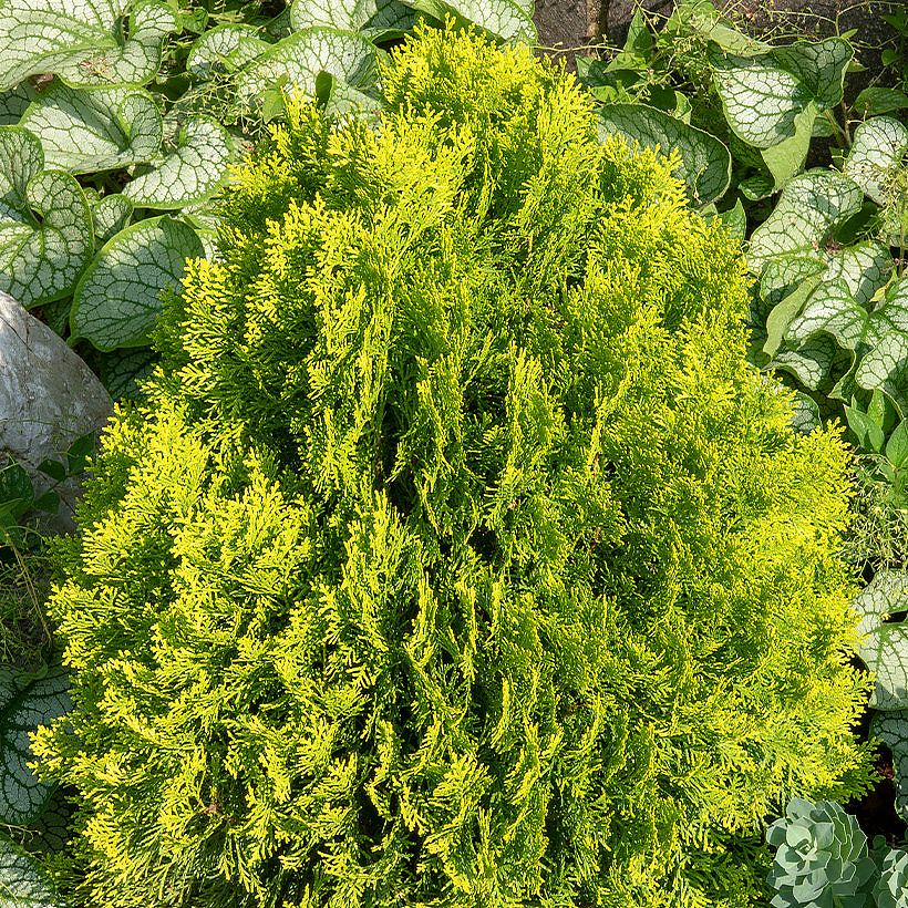 Thuja - Levensboom