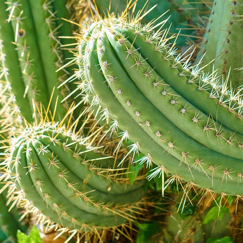 Trichocereus