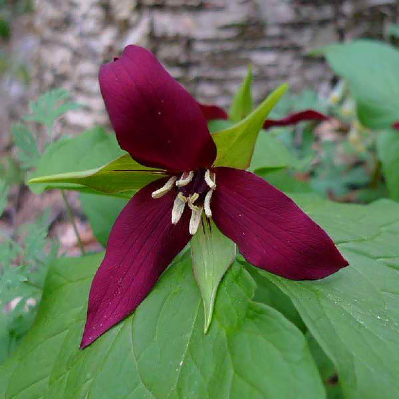 Trillium - Boslelie/drieblad