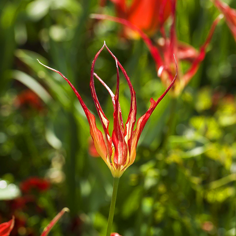 Botanische tulpen