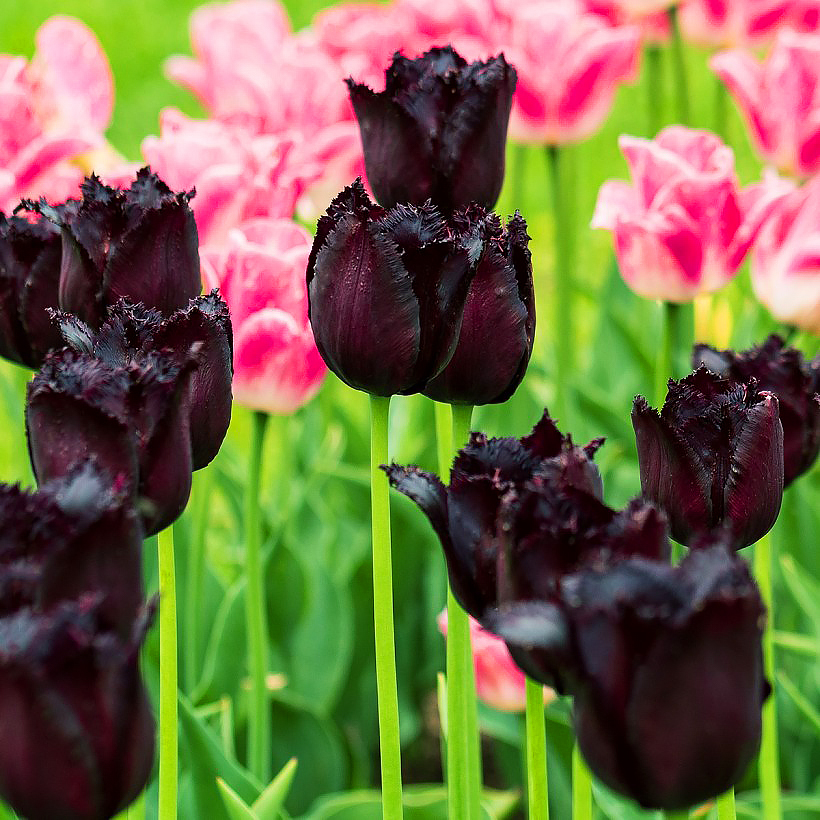 Tulpen met zwarte bloemen