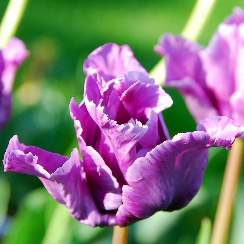 Tulpen met paarse, mauve of purperen bloemen