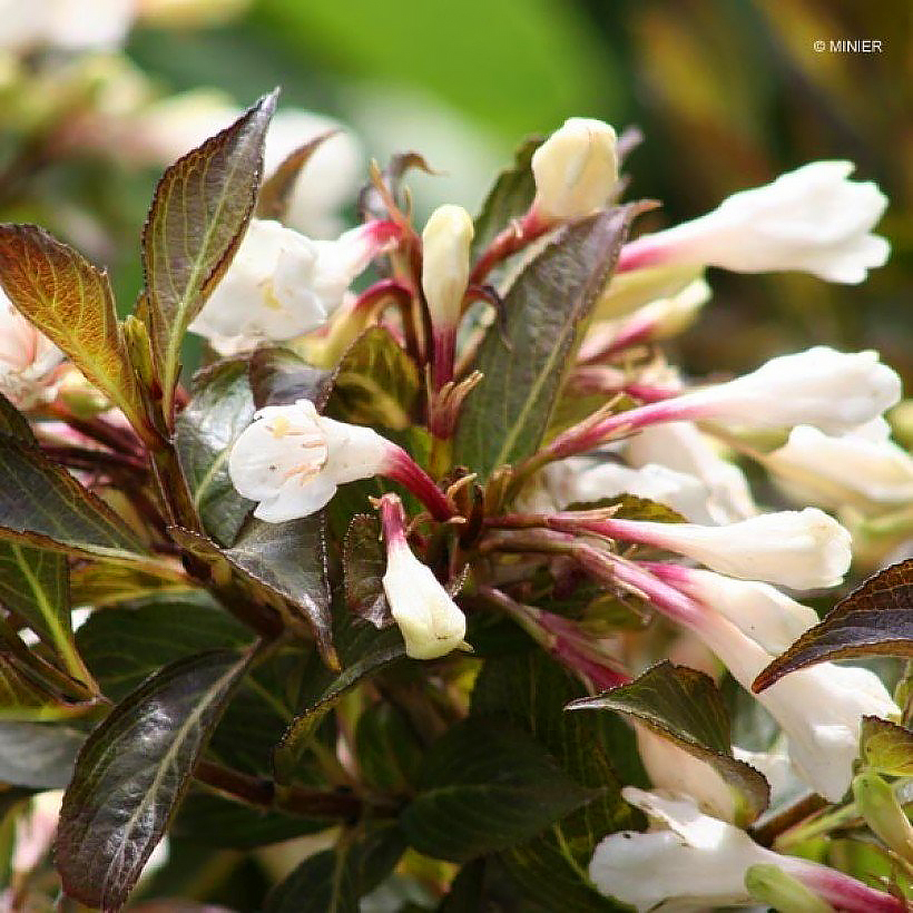 Weigela met paars blad