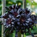 Aeonium arboreum var. atropurpureum Schwarzkopf - Zwartkop
