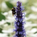Agastache Blue Fortune - Koreaanse munt
