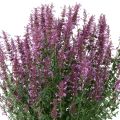 Agastache Sunny Sparks Pink Improved - Dropplant