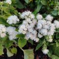 Mexicaantje Cushion White - Ageratum houstonianium