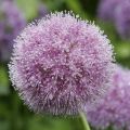Allium macleanii - Sierui