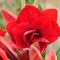 Amaryllis Double Dragon - Hippeastrum