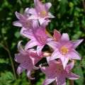 Amaryllis belladonna - Belladonnalelie