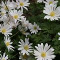 Anemone blanda White Splendour - Oosterse anemoon