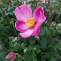 Anemone Fantasy Jasmine - Herfstanemoon
