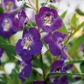 Angelonia Angelface Blue - Zomerleeuwenbek