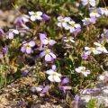 Arabis caucasica Rosea - Randjesbloem