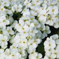 Arabis caucasica Alabaster Inaraalaba - Randjesbloem