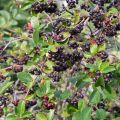 Aronia melanocarpa - Zwarte appelbes