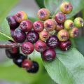 Appelbes Nero - Aronia