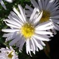 Aster dumosus Kristina - Dwergaster