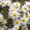 Aster ericoïdes f. prostratus Snow Flurry - Septemberkruid